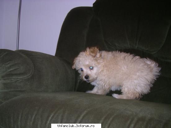 Poze cu noi - e bichon o poza cu el - .::About Us::.